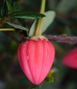 Arbre aux lanternes - Crinodendron hookerianum