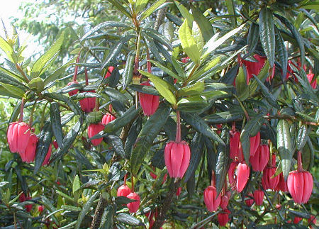 Arbre aux lanternes en fleurs