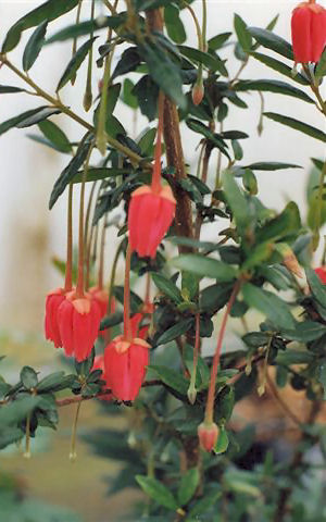 Arbre aux lanternes / Crinodendron hookerianum