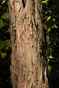 C�dre du Japon - Cryptomeria japonica