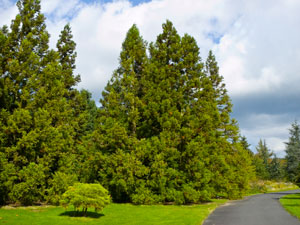 C�dre du Japon - Cryptomeria japonica