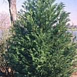 Cipr�s de Leyland - Cupressocyparis leylandii