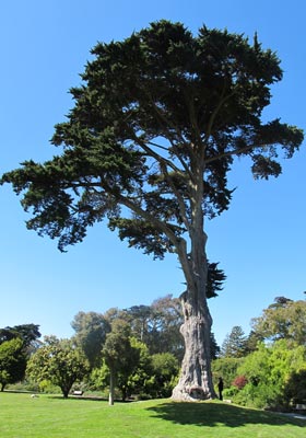 Cypr�s de Lambert, Cypr�s de Monterey - Cupressus macrocarpa, Cupressus lambertiana