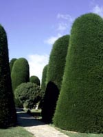 Cypr�s de Lambert, Cypr�s de Monterey - Cupressus macrocarpa, Cupressus lambertiana