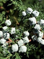 Cypr�s de Lambert, Cypr�s de Monterey - Cupressus macrocarpa, Cupressus lambertiana