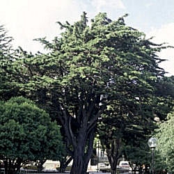 Monterey Cypress - Cupressus macrocarpa - cupressus lambertiana