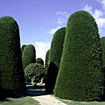 Monterey Cypress - Cupressus macrocarpa - cupressus lambertiana