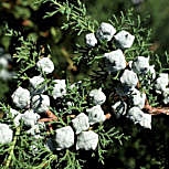 Monterey Cypress - Cupressus macrocarpa - cupressus lambertiana