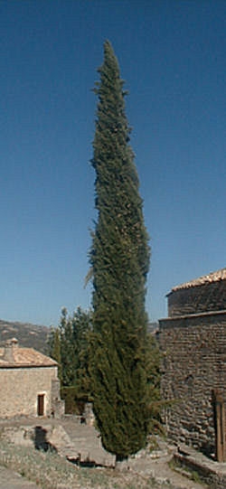 Cypr�s de Provence, cypr�s d'Italie, Cupressus sempervirens pyramidalis