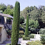 Cypr�s de Provence, cypr�s d'Italie, Cupressus sempervirens pyramidalis