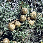 Cypr�s de Provence, cypr�s d'Italie, Cupressus sempervirens pyramidalis