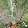 cycas revoluta - plante d'int�rieur