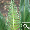 cycas revoluta - plante d'int�rieur