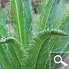 cycas revoluta - plante d'int�rieur