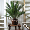 cycas revoluta - plante d'int�rieur