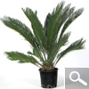 cycas revoluta - plante d'int�rieur