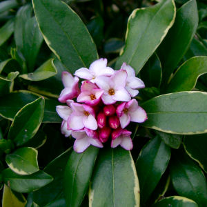 Winter Daphne or Fragrant Daphne - Daphne odora - fleur