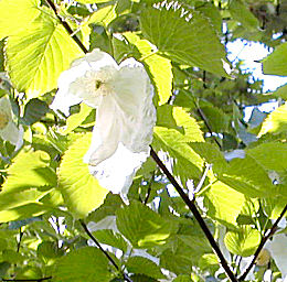 Arbre aux mouchoirs - detail fruit