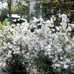 Deutzia gracilis en fleurs