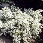 Deutzia gracilis en fleurs