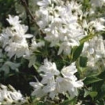 Deutzia gracilis: Fleurs