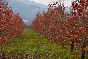Kaki or Persimmon