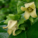 Kaki or Persimmon flowers