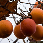 Kaki or Persimmon fruits