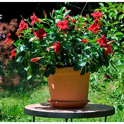 Dipladenia - Dipladenia Luteva Red