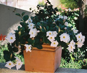 Dipladenia - Dipladenia Sanderi blanco