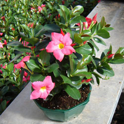 Dipladenia - Dipladenia Sanderi rosa