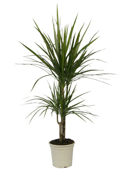 Dracaena marginata, Dracena de Madagascar - Dracaena marginata - plantas de interior