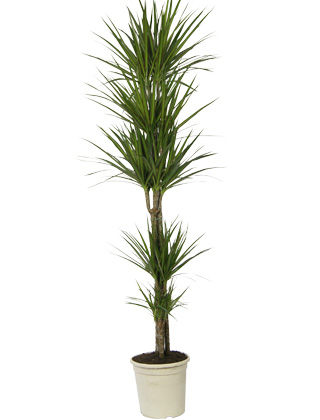 Dracaena marginata, Dracena de Madagascar - 5 troncos - Vaso D. 27 cm - Dracaena marginata - Planta de interior