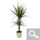 Dracaena marginata - planta de interior