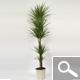 Dracaena marginata - planta de interior