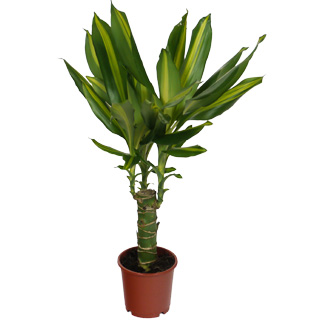 Dracaena massangeana - 1 trunk - Pot D. 12 cm - Dracaena massangeana - Indoor plant