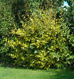 Elaeagnus ebbingei Limelight, Elaeagnus ebbingei Limelight