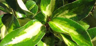 Follaje Elaeagnus ebbingei Limelight