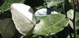 Folhagem Elaeagnus ebbingei