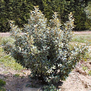 Elaeagnus ebbingei, Elaeagnus ebbingei