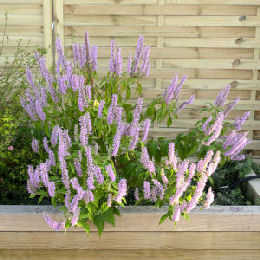 Chinese Mint Shrub - Elsholtzia - Elsholtzia stauntonii
