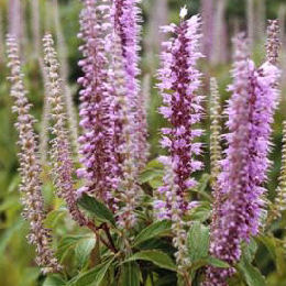 Chinese Mint Shrub - Elsholtzia - Elsholtzia stauntonii