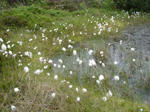 Linaigrette - Eriophorum angustifolium