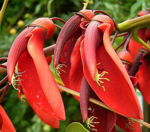 �rythrine cr�te de coq - Erythrina crista galli