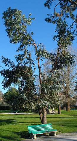 Cider gum - Eucalyptus gunnii 
