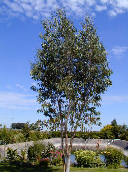 Eucalyptus des neiges