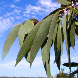 Feuilles de l'eucalyptus des neiges