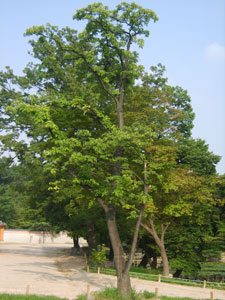 �rbol de las abejas - Tetradium daniellii o Euodia daniellii