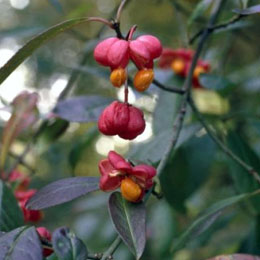 Fruits � maturit� - Fusain d'Europe ou Bonnet carr� - Euonymus europaeus