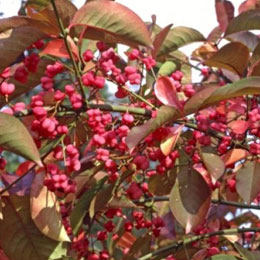 Feuillage et fruits - Fusain d'Europe ou Bonnet carr� - Euonymus europaeus